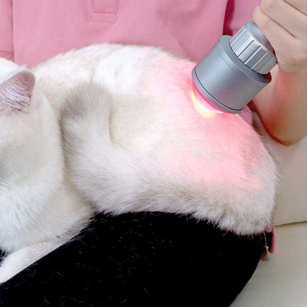 Class 4 Laser Therapy Machine 635nm 810nm 915nm 980nm Rehabilitation Centre for Veterinary Cure